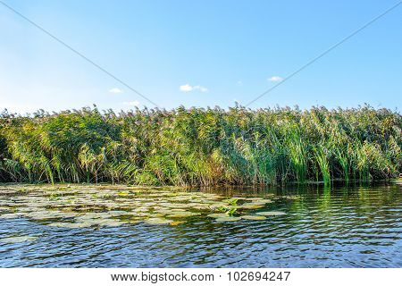 Landscape Image Of A Small River Reedy And Old Trees