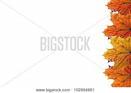 autumn background