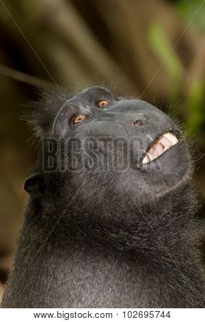 Portrait Of Celebes Crested Macaque, Sulawesi, Indonesia