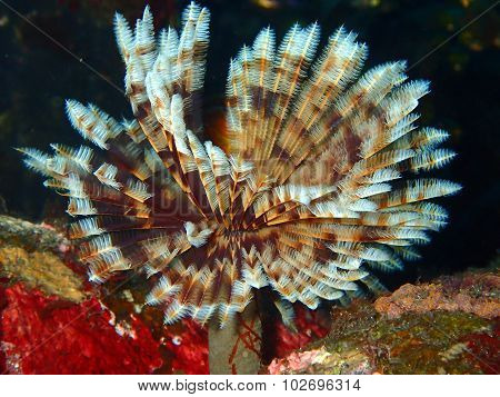 Sabella Spallanzanii