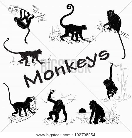 Monkeys