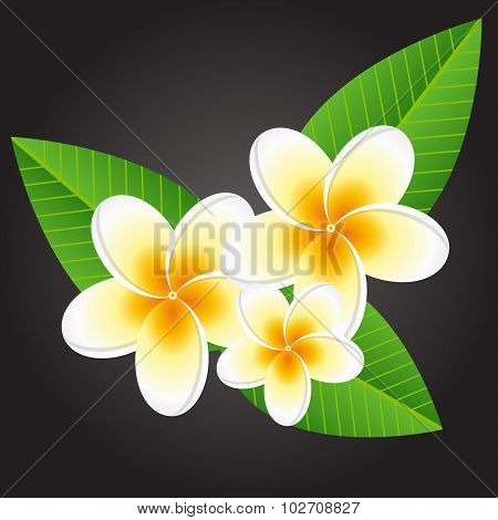 Plumeria white flowers