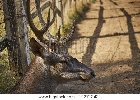 Red Deer Male Head