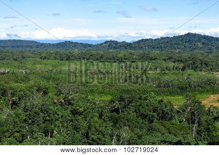 Amazon Forest