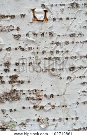 Birchbark With Drops Of Juice