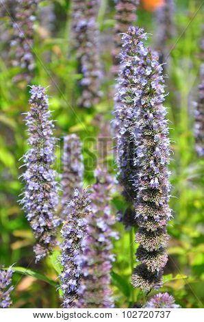 Korean Mint (agastache Rugosa)