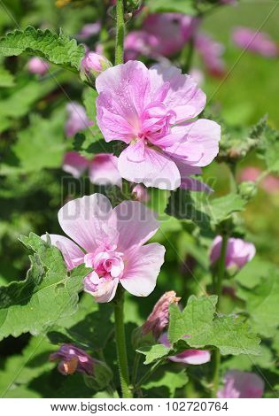 Hollyhock (alcea Hybrida)