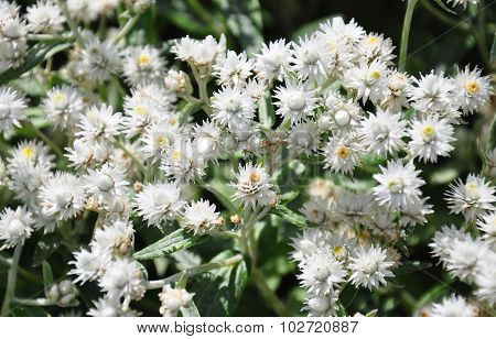 Pearly Everlasting  (anaphalis Triplinervis)