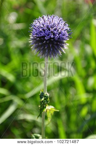 Blue Globe Thistle (echinops Bannaticus)