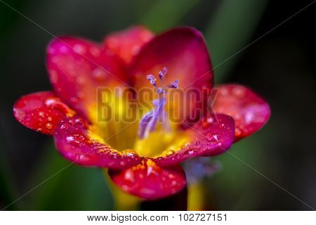 Freesia With Rain Droplets