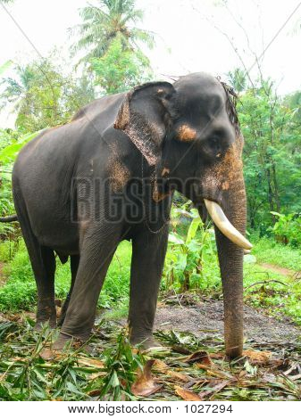 Tusker elefante asiatico