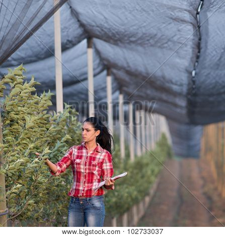 Girl In Apple Orchard