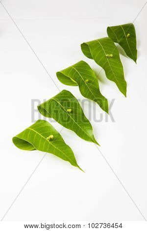 garland of mango leaves, toran . It is auspicious in hindu religion and used as a decoration during
