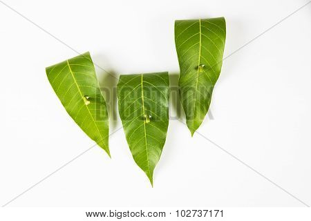 garland of mango leaves with indian sweet pedha and orchid flower . It is auspicious in hindu religi
