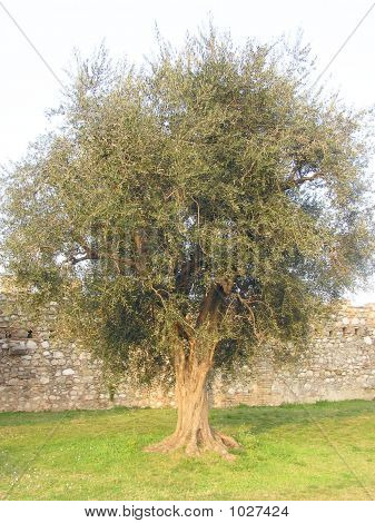 Albero di ulivo