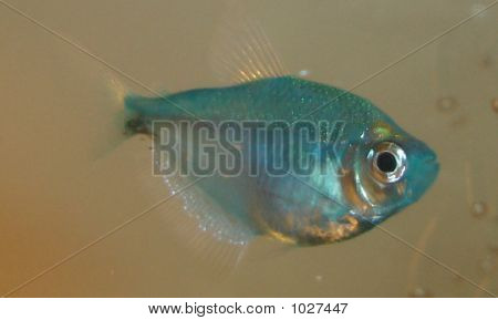 Peixe azul