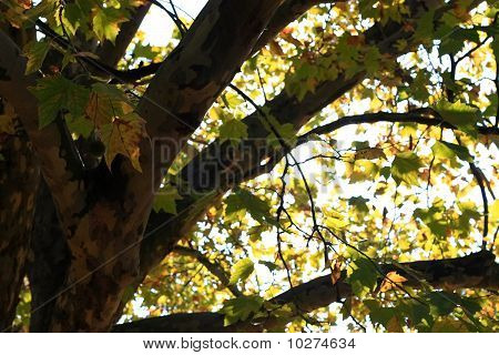 Autumn