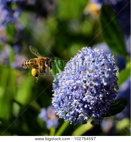 working bee