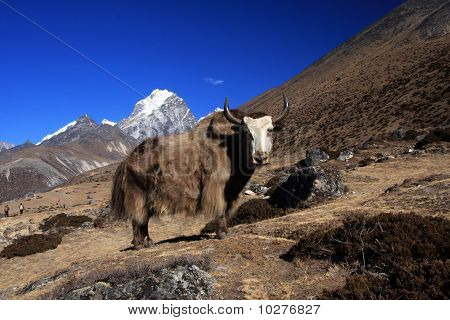 Yak i bjergene i Nepal.