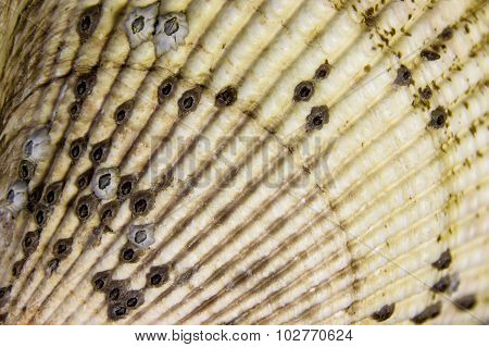 A Shell Fan