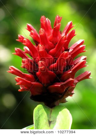 blomma