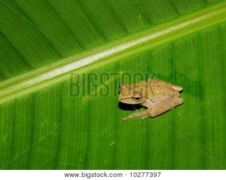 Treefrog