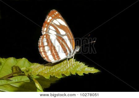 Mariposa común de planeador (Neptis sappho) descansa sobre una hoja verde