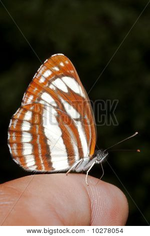 mariposa común de planeador (Neptis sappho) descansando sobre un dedo humano