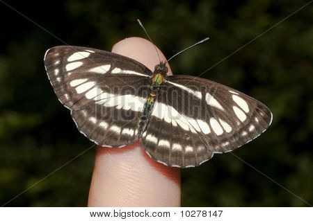 mariposa común de planeador (Neptis sappho) descansando sobre un dedo humano