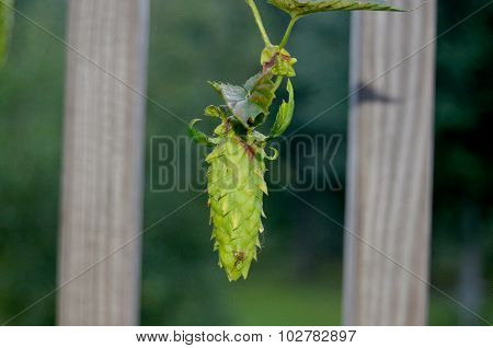 Beer Hops