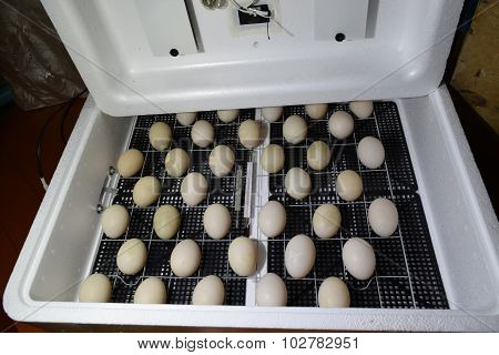 The Eggs Of A Musky Duck Lying In An Incubator.
