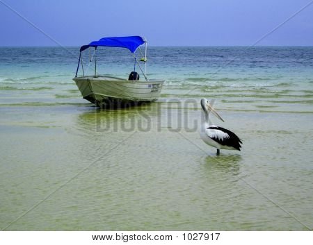 Pellicani