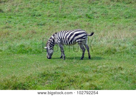 Zebra eating grass in field in wild