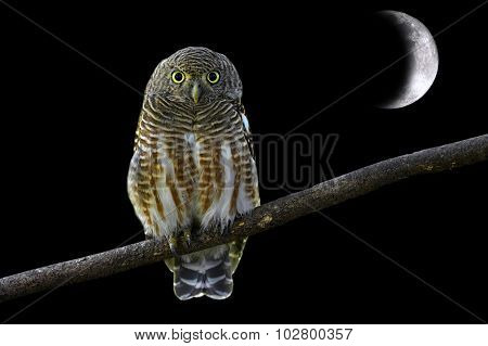 Asian Barred Owlet