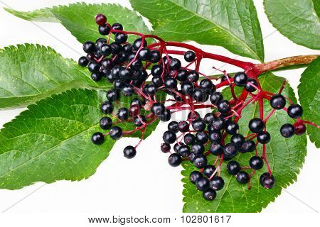 Elderberry