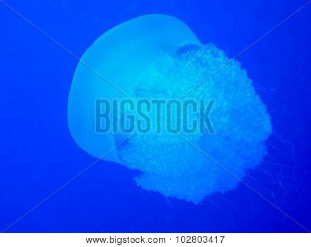 Giant jellyfish