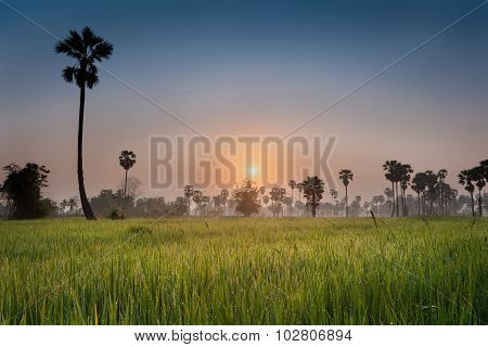 Rice field with palm tree background