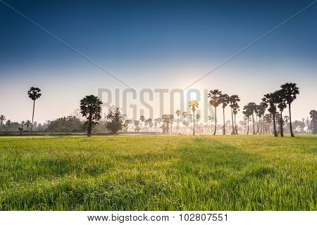 Rice field with palm tree background