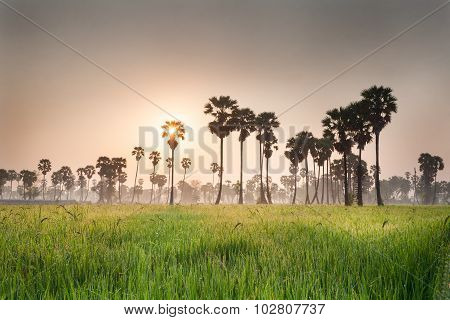Rice field with palm tree background