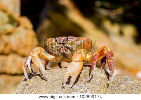 Hairy Leg Mountain Crab, Tachai Island, Phang Nga Province, Thailand