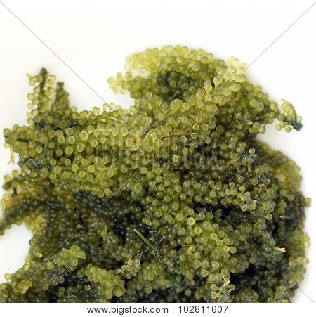 Sea Grape Seaweed, Uni Budou. Japanese Seaweed