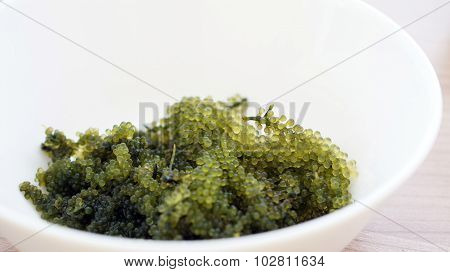 Sea Grape Seaweed, Uni Budou. Japanese Seaweed