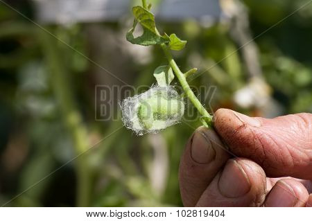 Caterpillar