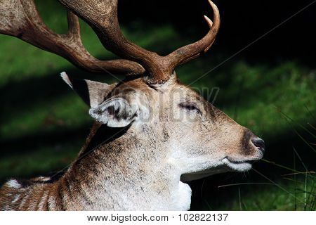stag
