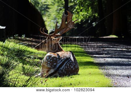 stag