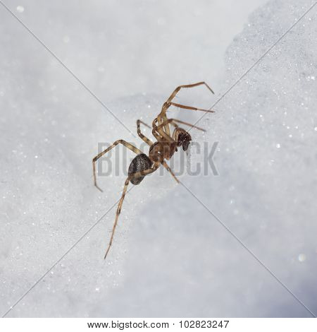 Spider in the snow