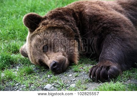 brown bear