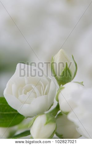 Elegant White Jasmine Flowers