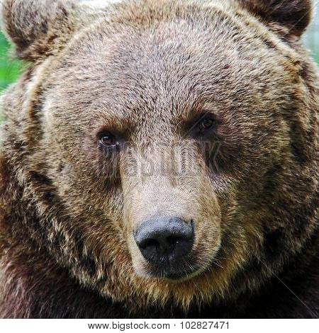 brown bear