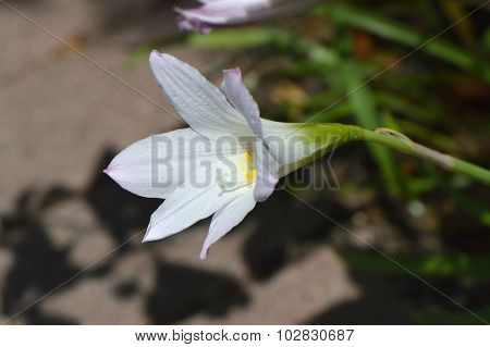 Crinum lily powellii Album in flower